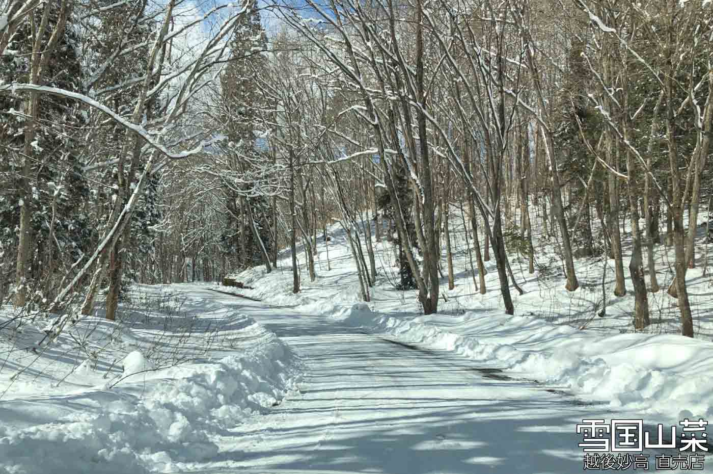 雪国山菜を収穫する場所の1つ
