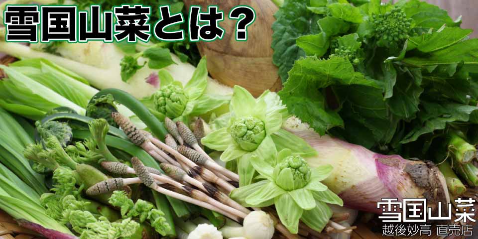 雪国山菜のご紹介