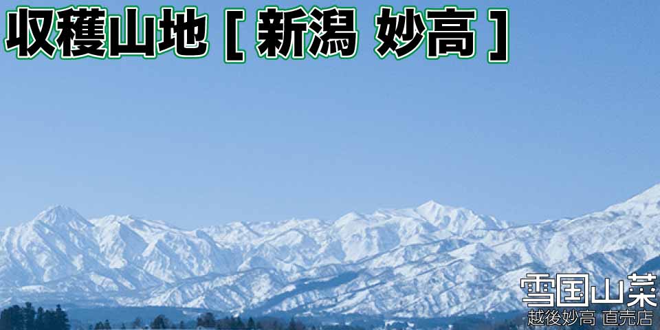 雪国山菜の収穫山地 新潟県妙高市